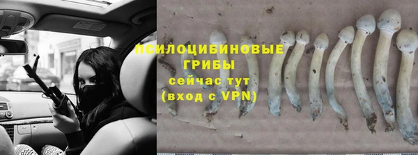 крисы Аркадак